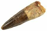 Fossil Spinosaurus Tooth - Real Dinosaur Tooth #344372-1